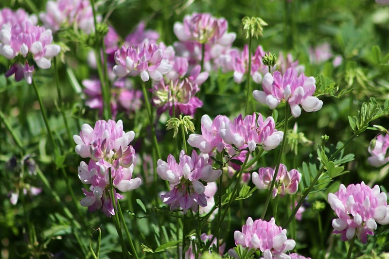 Flower-filled Splendor