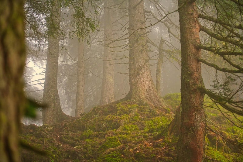 Forest Wedding