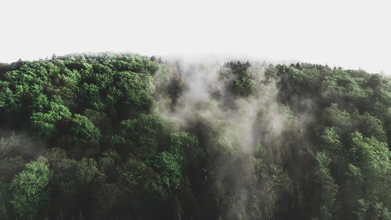 Whimsical Forest